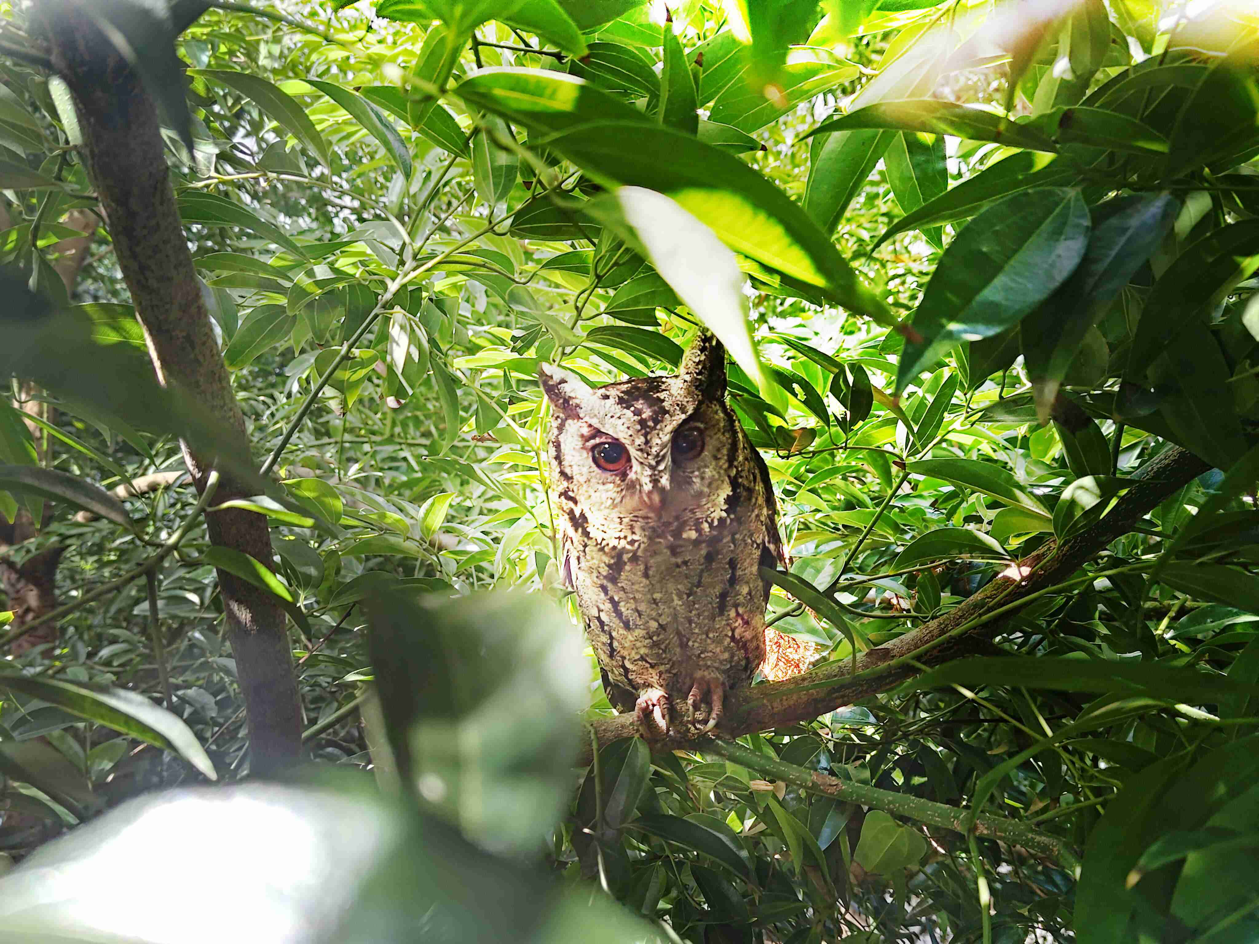 蓝狮在线致力提倡净零绿生活，，16年以来在全球各厂区植树逾百万棵，，造就各厂区树木蔚然成林，，犹如森林工厂，，成为许多生物的栖息地